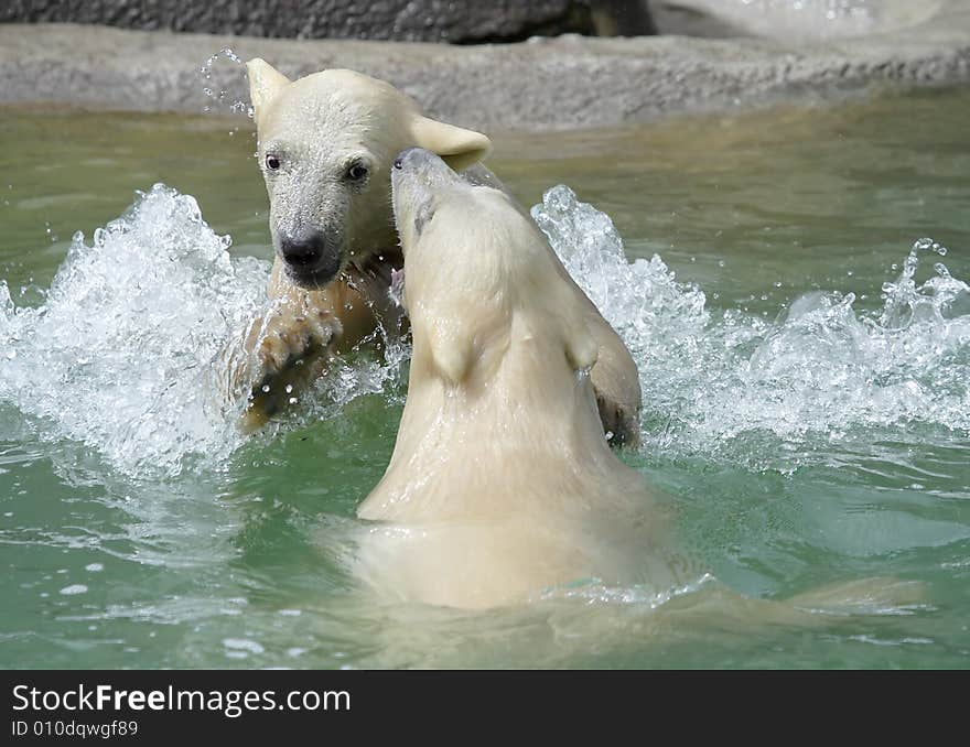 Great white north bear. Russian nature, wilderness world.