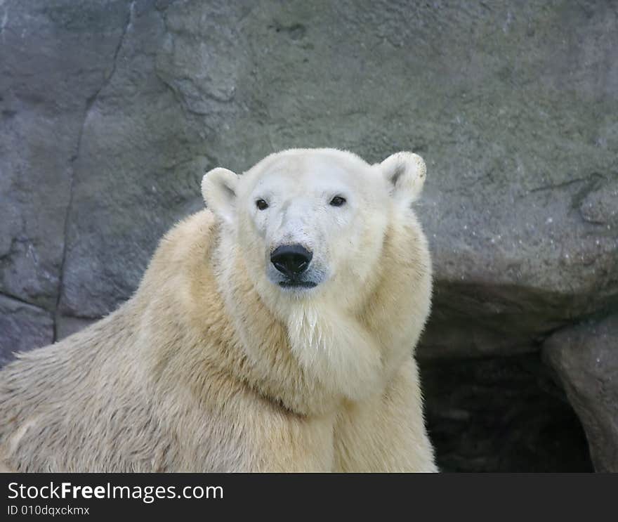 Great white north bear. Russian nature, wilderness world.