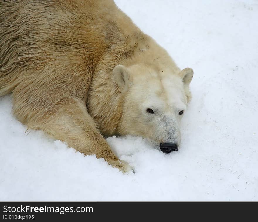 Great white north bear. Russian nature, wilderness world.