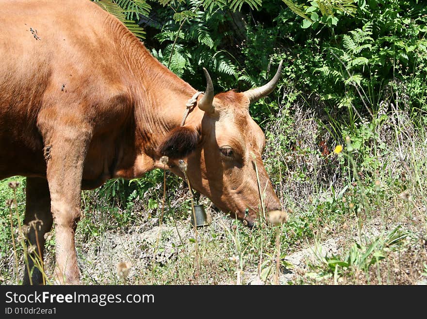 Year landscape with cow