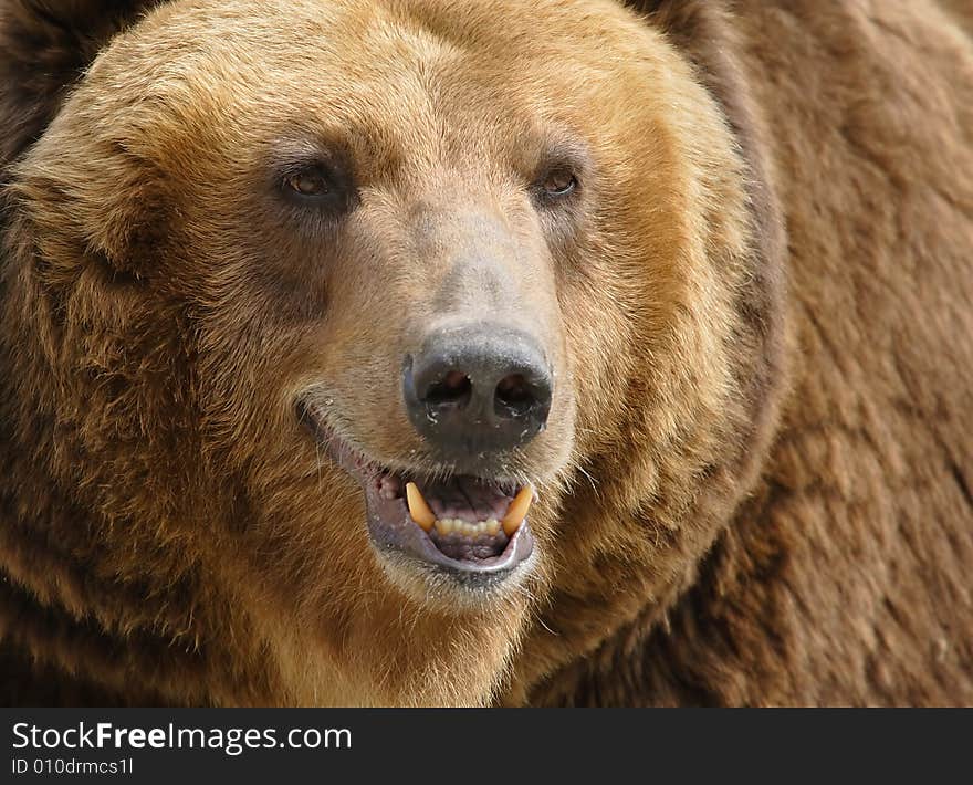 Great brown bear. Russian nature, wilderness world.