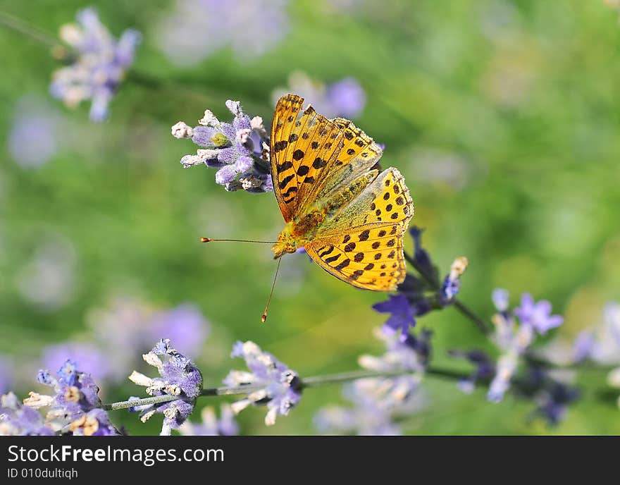 Butterfly on blue lavender eating pollen