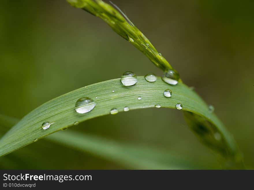 Grass blade with drops of dew