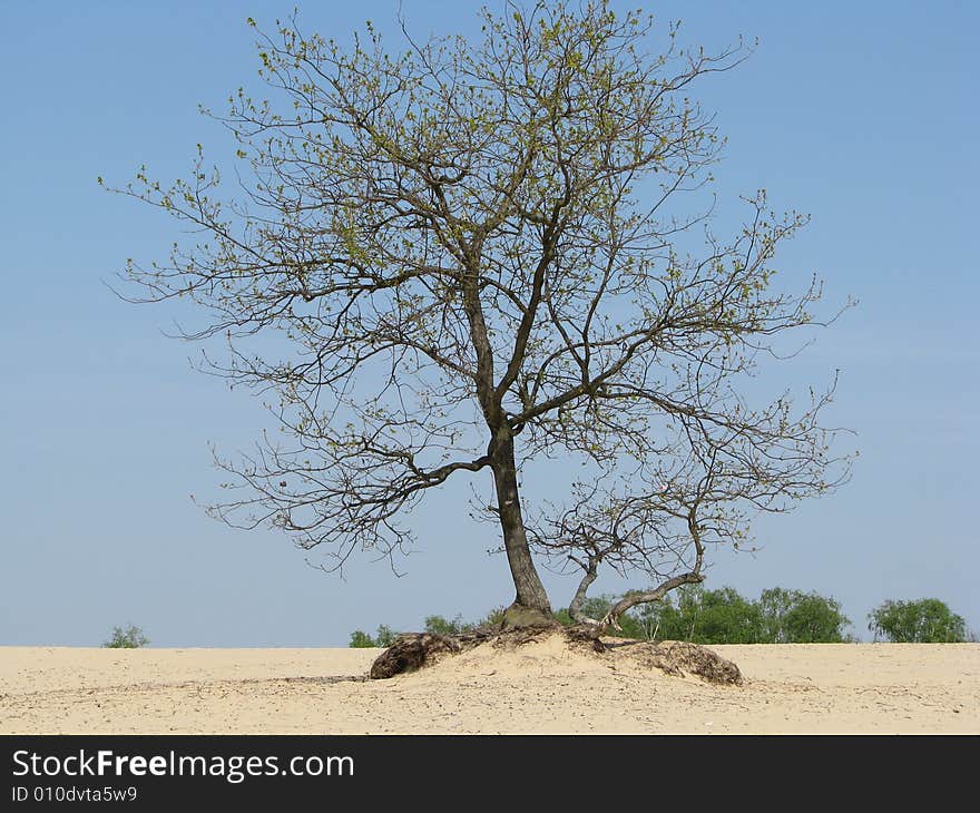 Tree in dunes