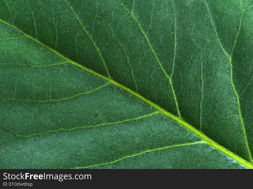 Structure of leaf natural background