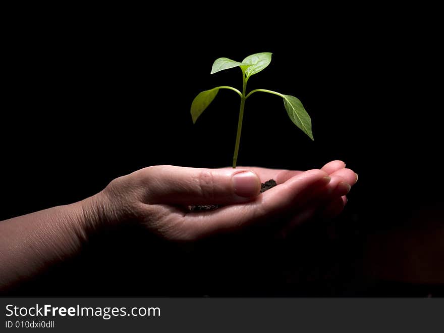 Hands holdings a little green plant on a black background. Hands holdings a little green plant on a black background