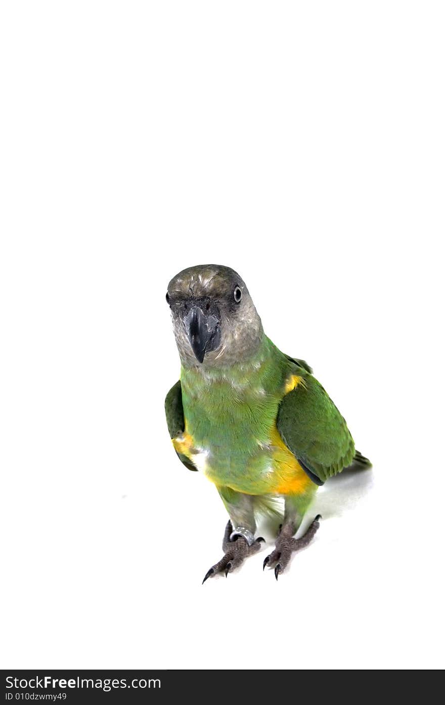 Green parrot isolated on a white background