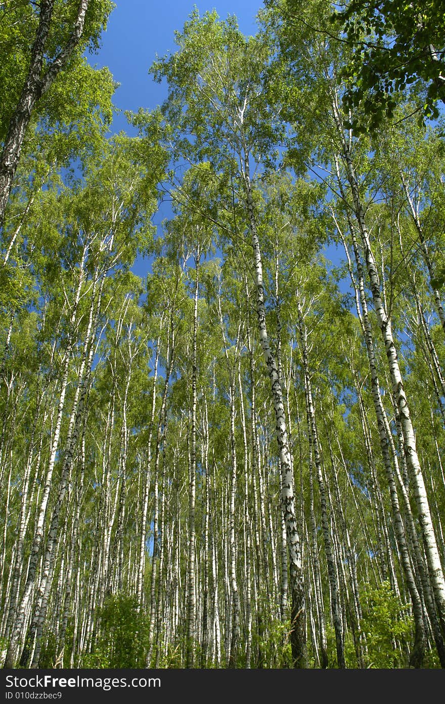 Birch on a background of a wood