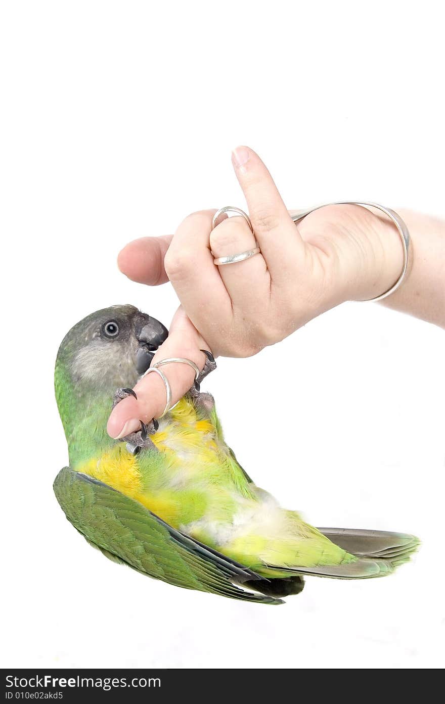 Green parrot hanging upside down on a human finger