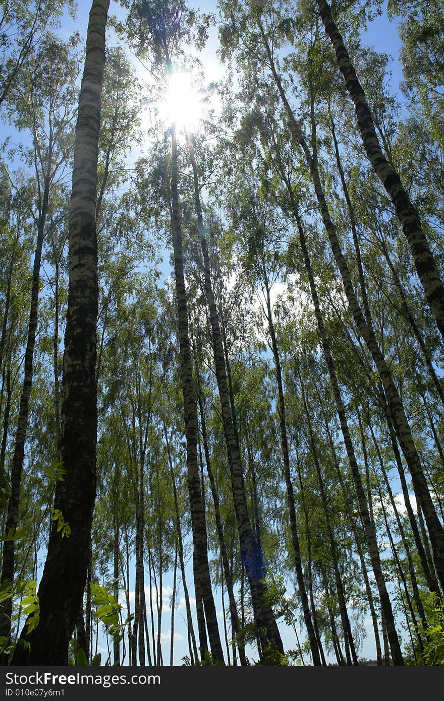 Birch on a background of a wood