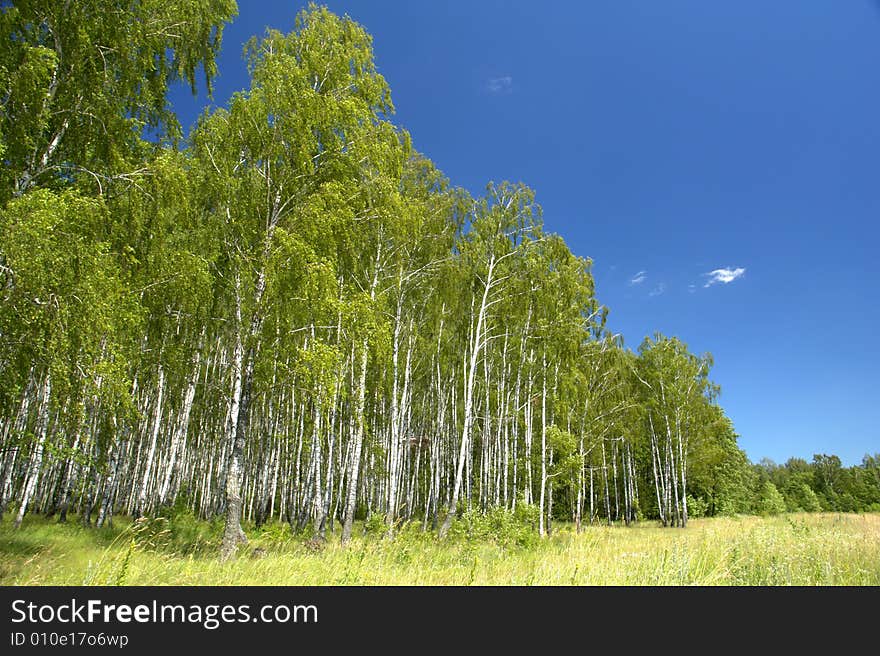 Birch on a background of a wood