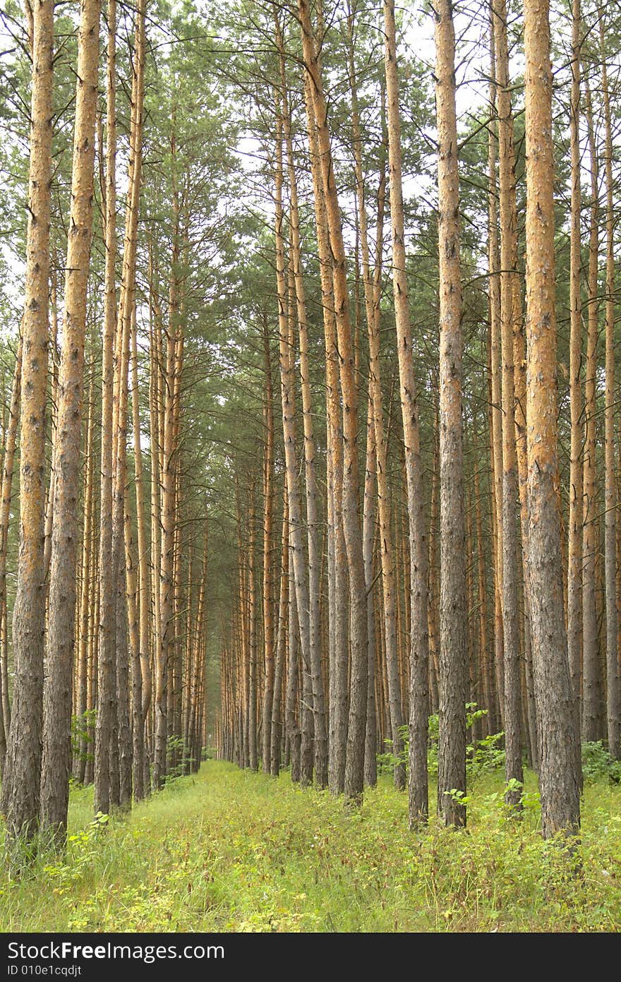 Pine on a background of a wood. Pine on a background of a wood