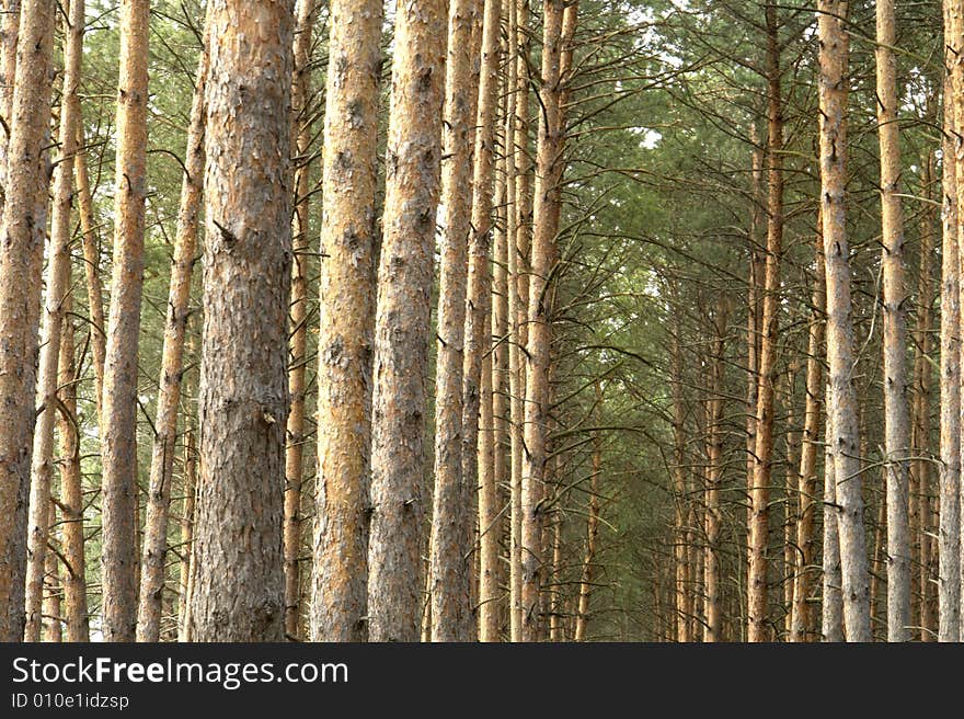 Pine on a background of a wood. Pine on a background of a wood