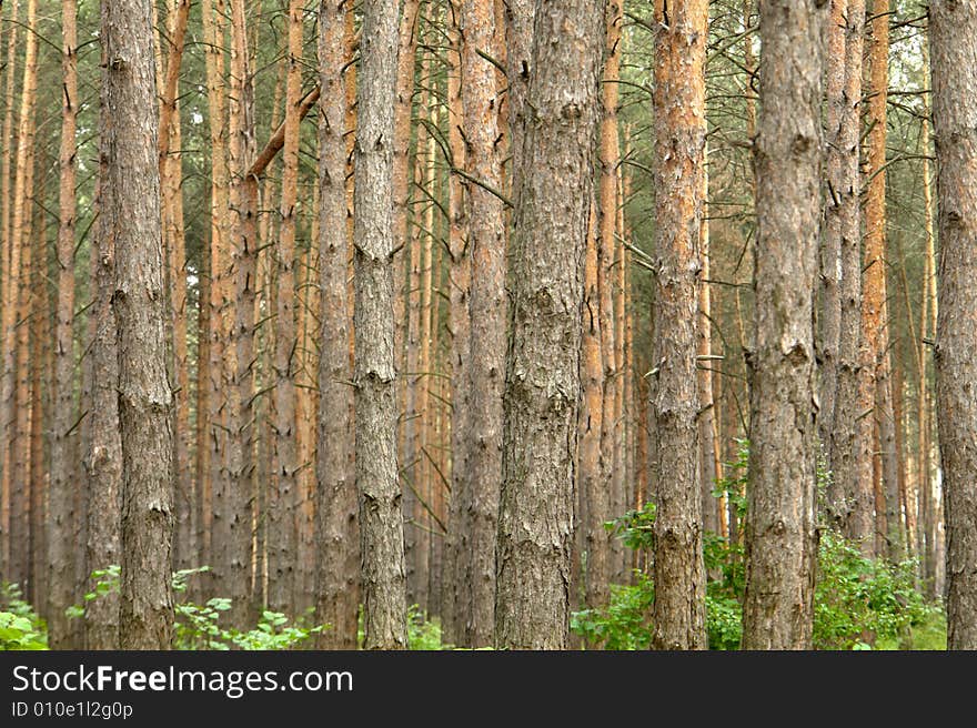 Pine on a background of a wood. Pine on a background of a wood