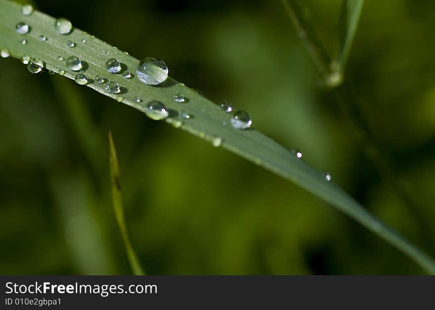 Grass blade with drops of dew