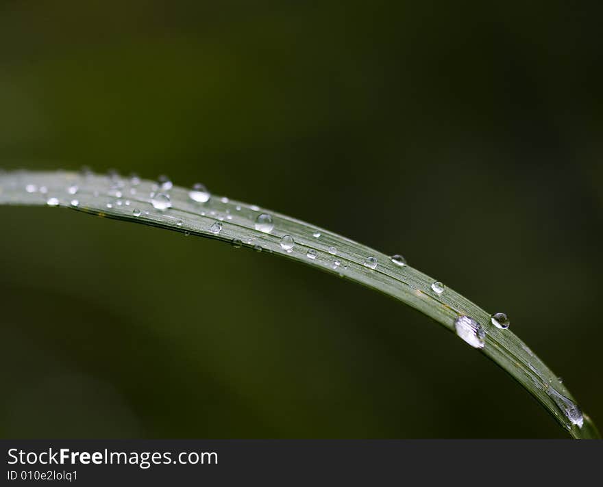 Grass blade with drops of dew