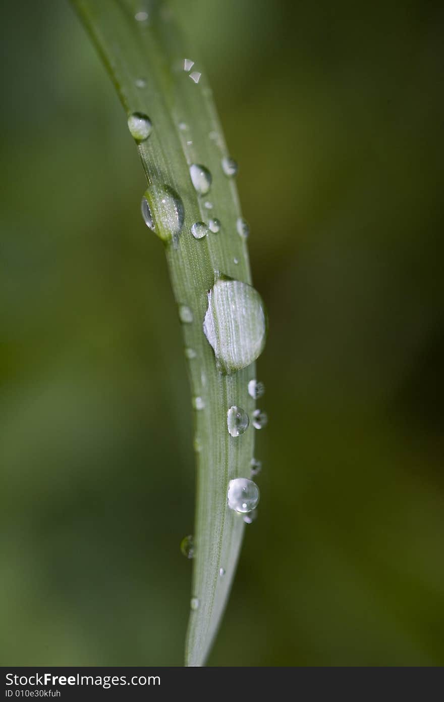 Grass blade with drops of dew