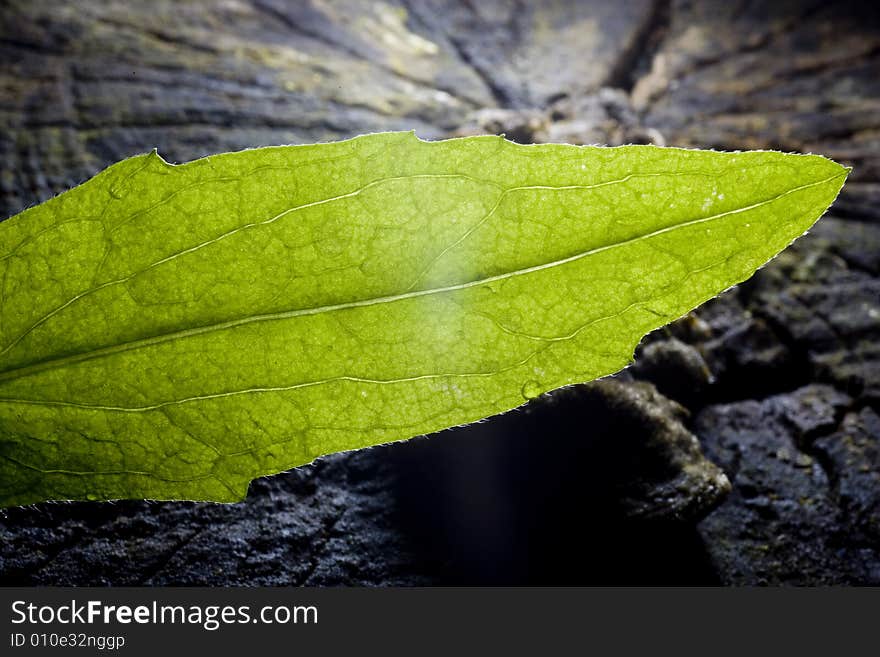 Leaf with drops of dew