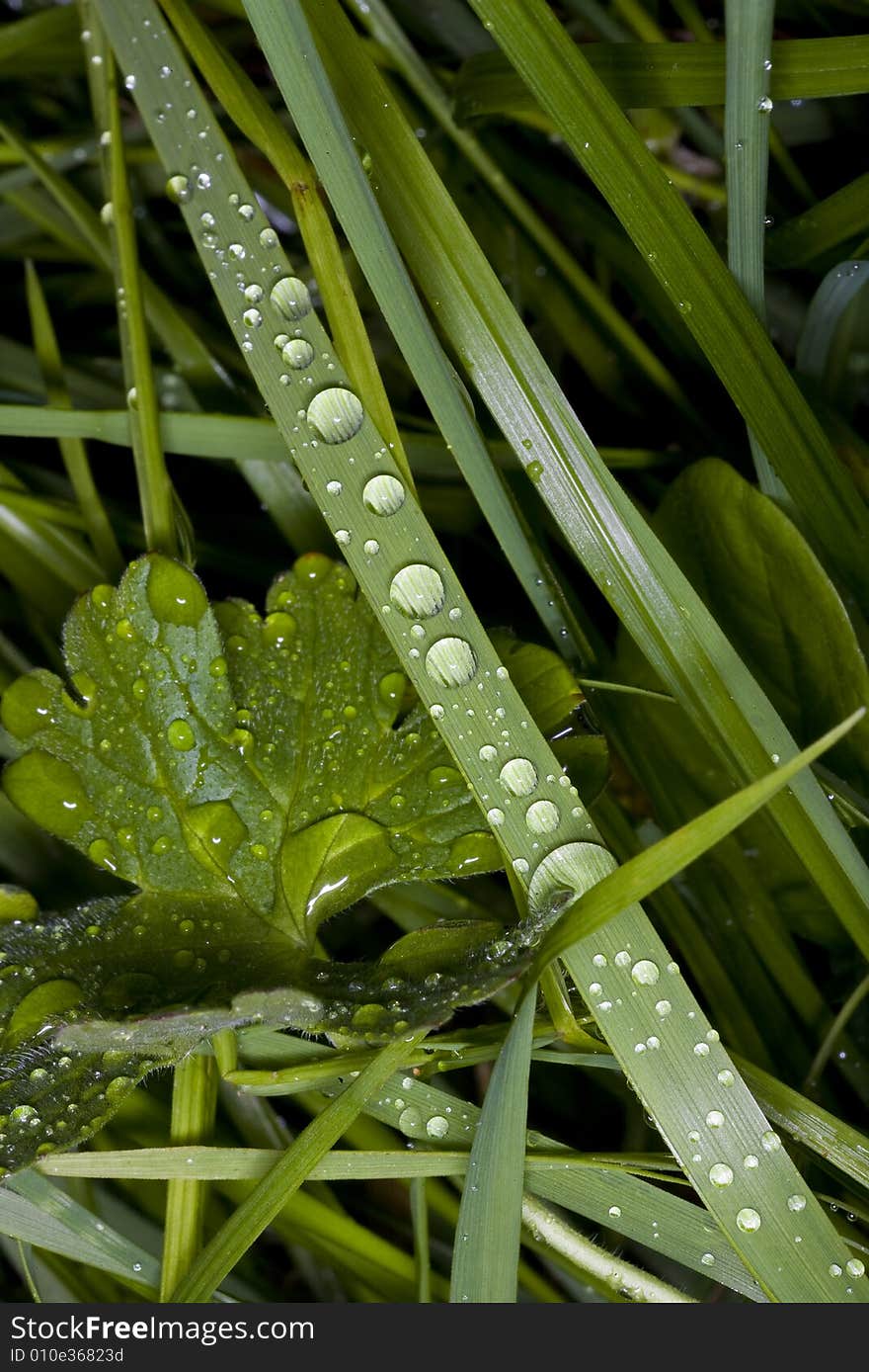 Grass blade with drops of dew