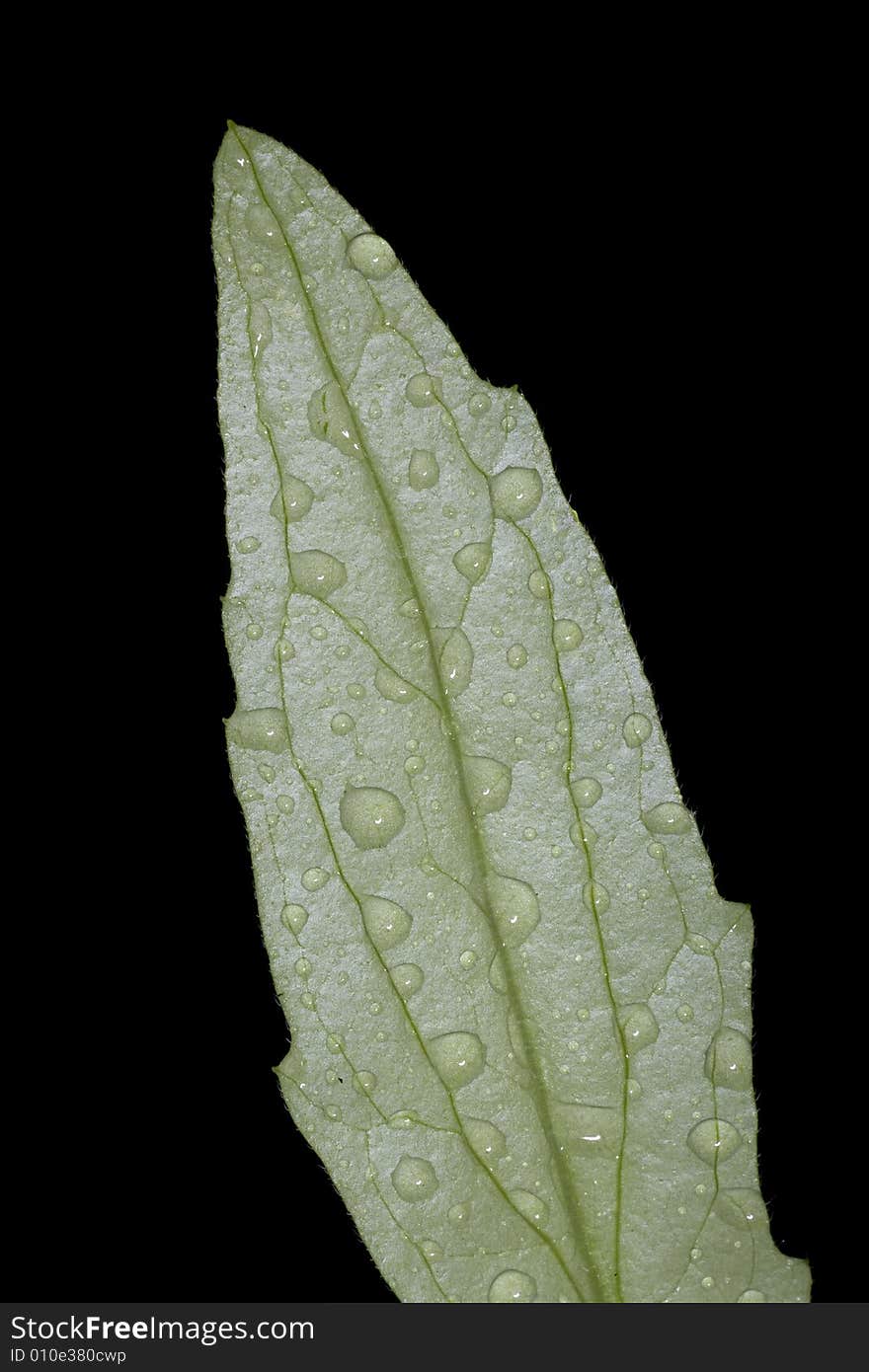 Leaf with drops of dew