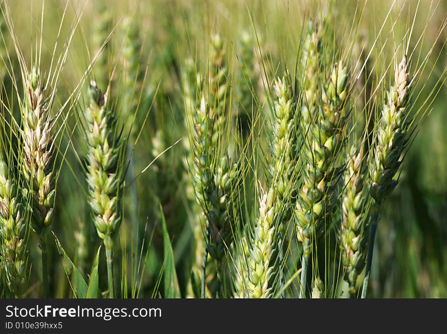 Ripe wheat ears in summer field, horizontal, blurry background. Ripe wheat ears in summer field, horizontal, blurry background.