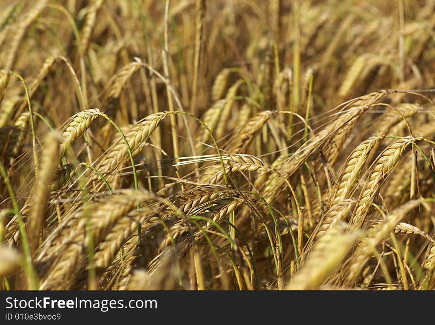 Ripe wheat ears in summer field, horizontal, close, blurry background. Ripe wheat ears in summer field, horizontal, close, blurry background.