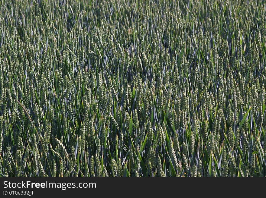 Ripe wheat ears in summer field, horizontal, close. Ripe wheat ears in summer field, horizontal, close.