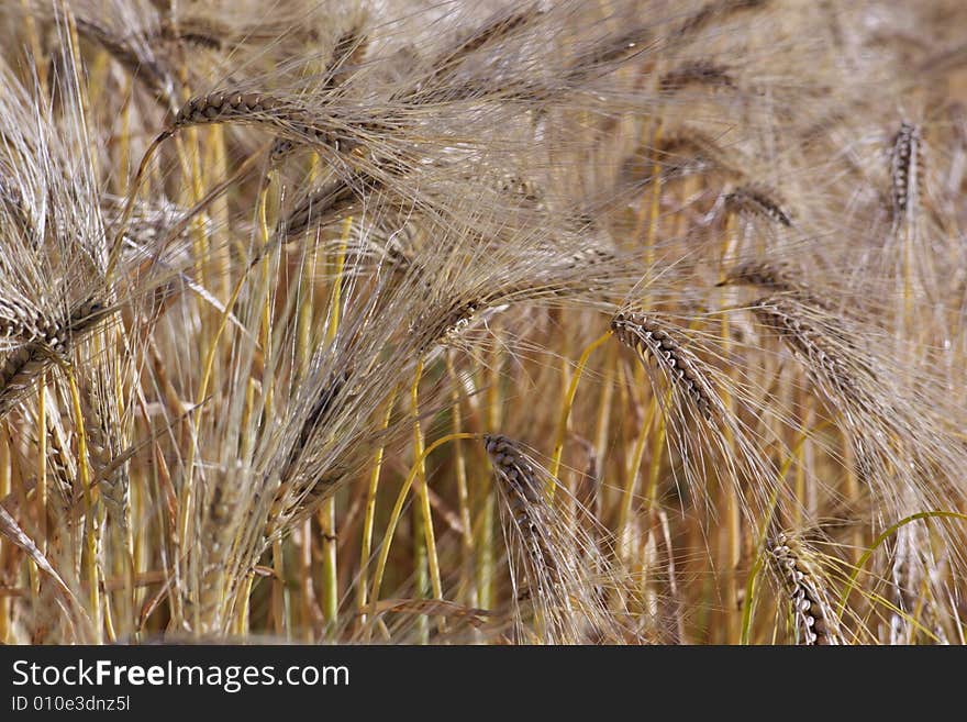 Wheat Ears In Field