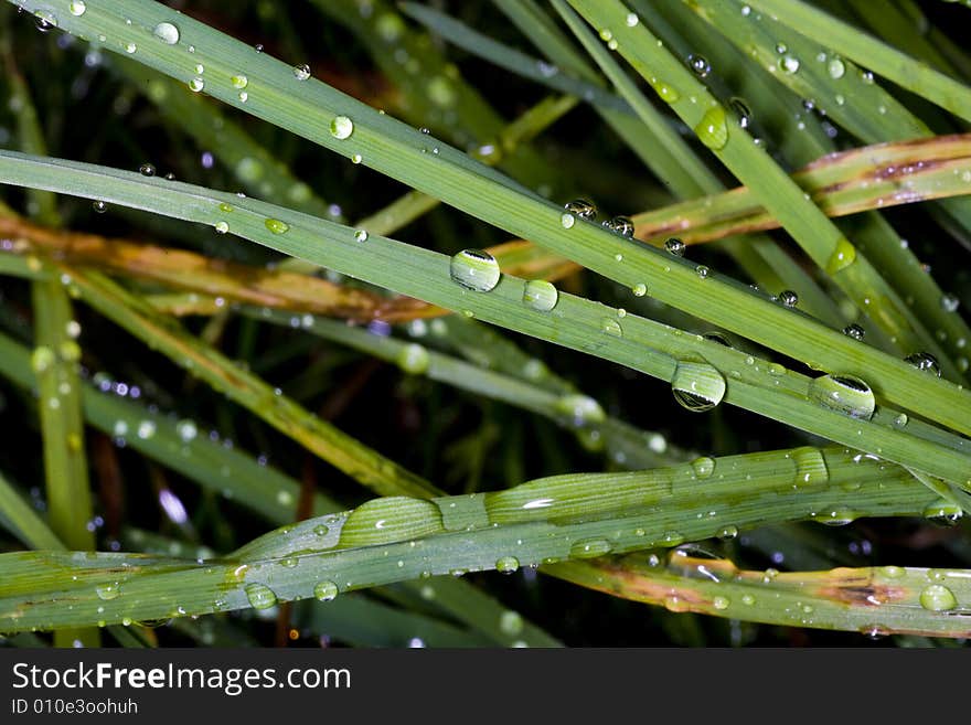 Grass blade with drops of dew