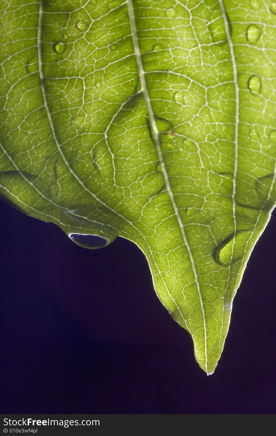 Leaf with drops of dew