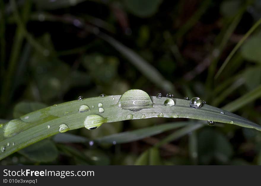 Grass blade with drops of dew