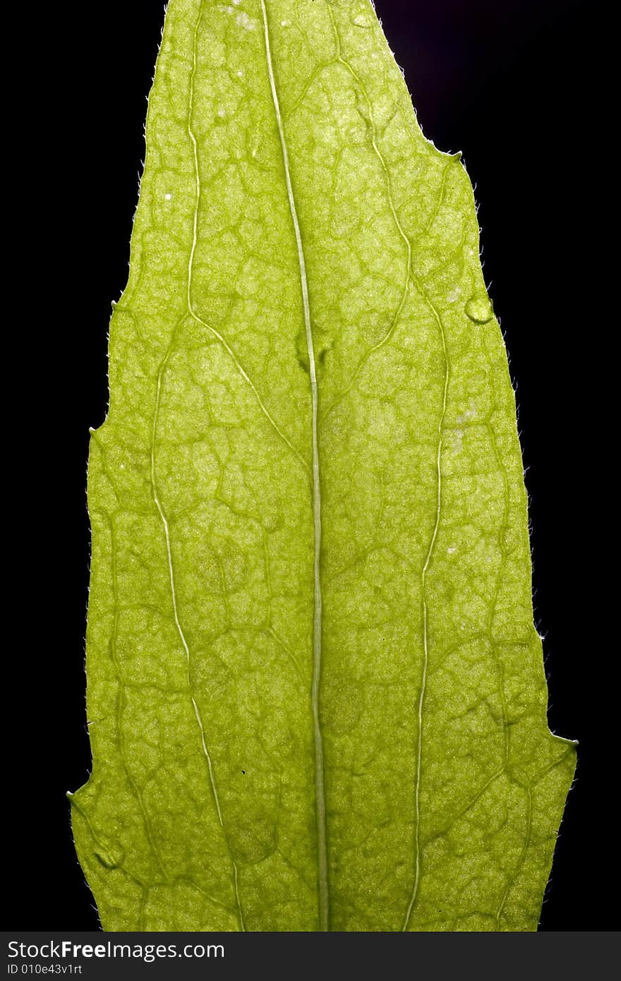 Leaf with drops of dew