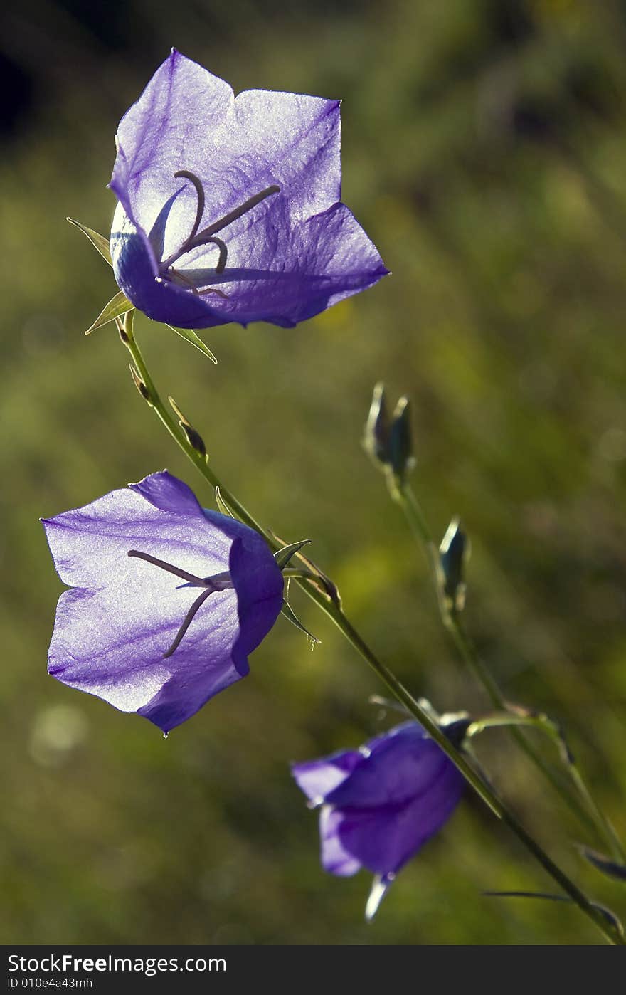 Little blue flowers