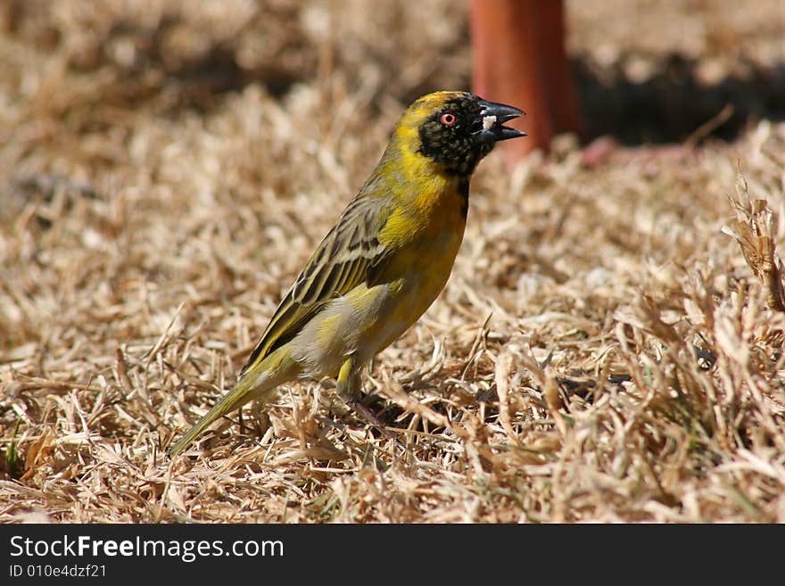 South African Weaver