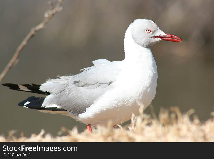 A gull resting on the grassy banks.