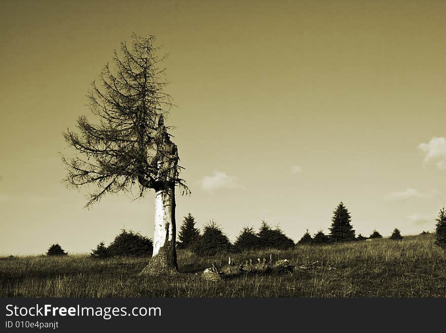 Lonely dried tree in sepia tones. Lonely dried tree in sepia tones