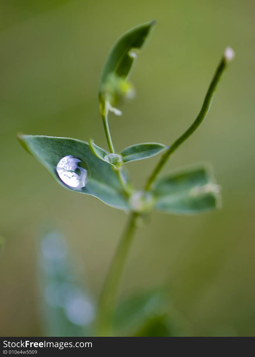 Leaves with drops of dew