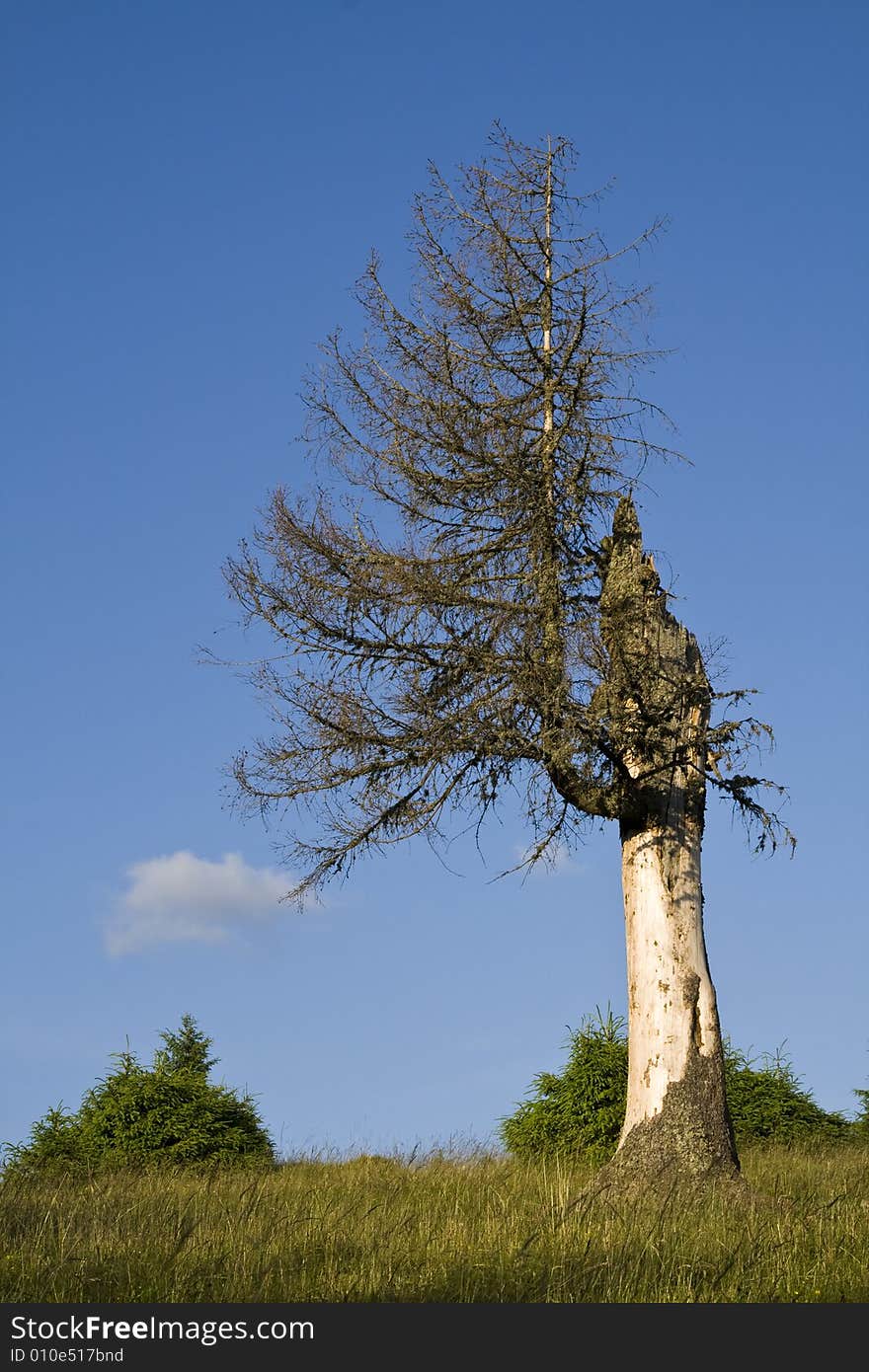 Lonely dried tree against blue sky. Lonely dried tree against blue sky