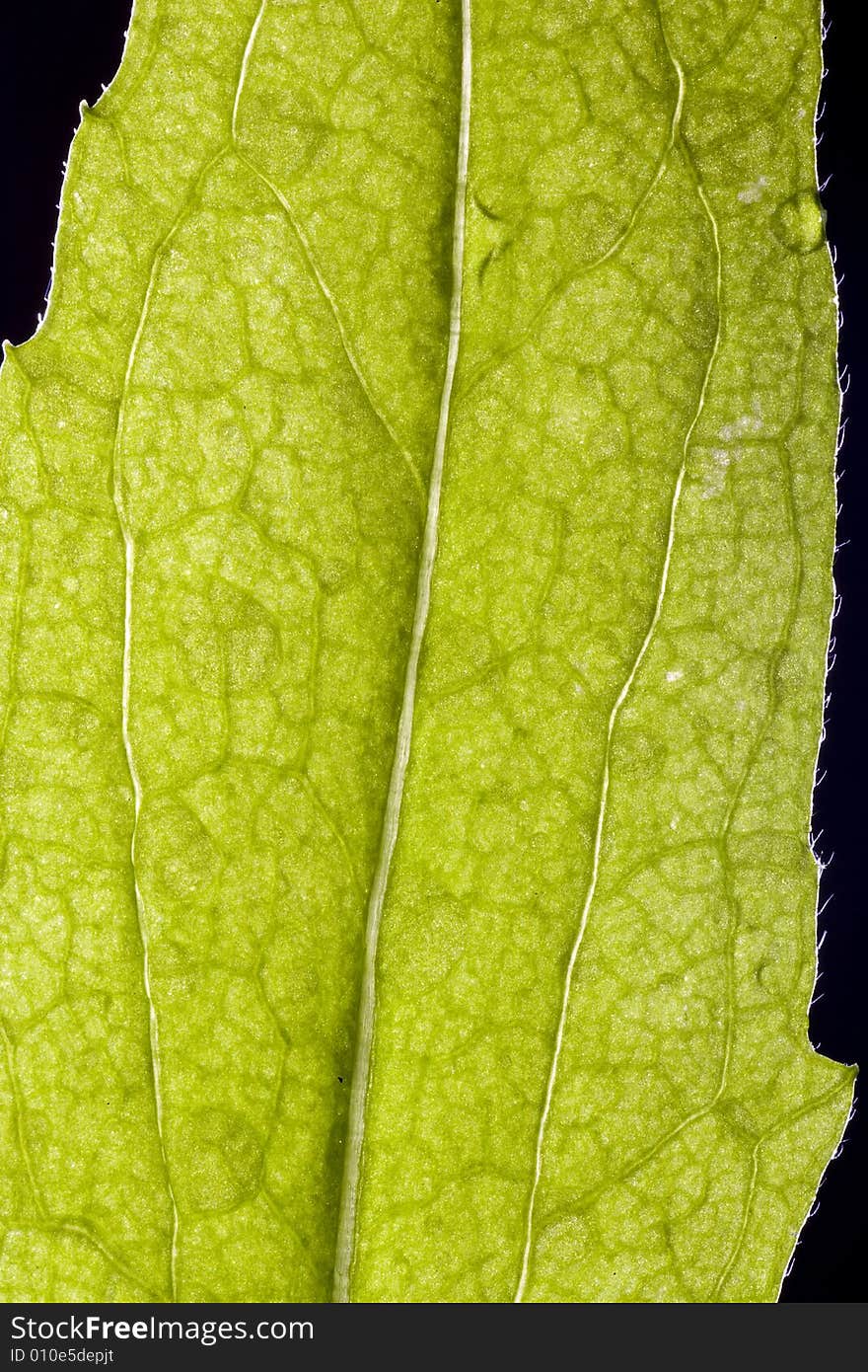 Leaf with drops of dew