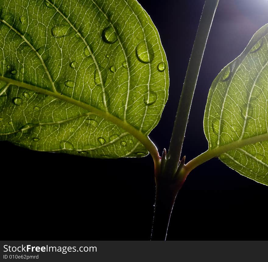 Leaves with drops of dew