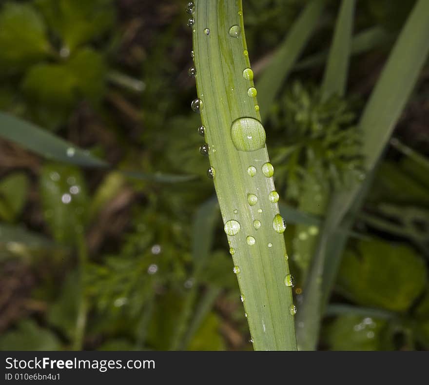 Grass blade with drops of dew