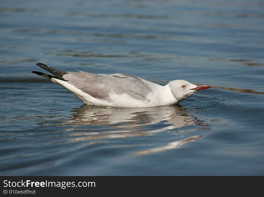 A gull swimming on a lake.