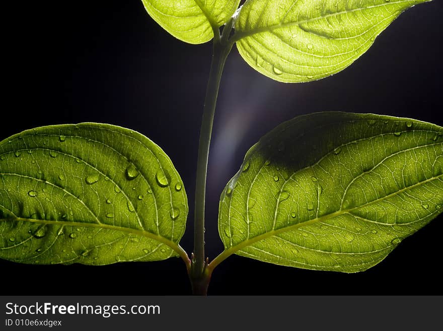 Leaves with drops of dew