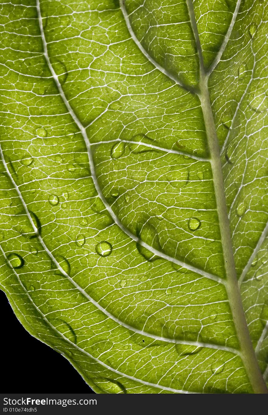 Leaf with drops of dew