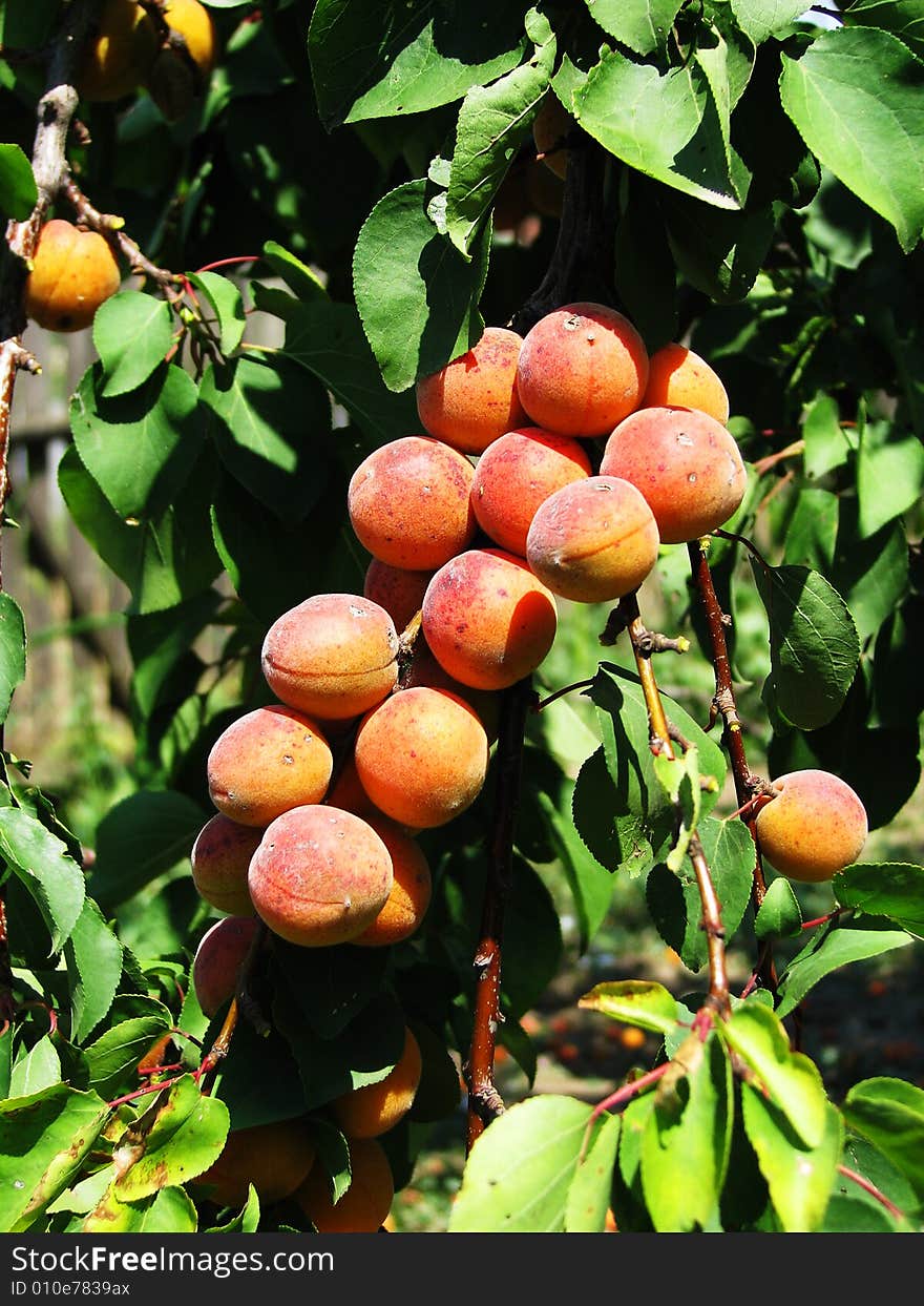 Apricot branch