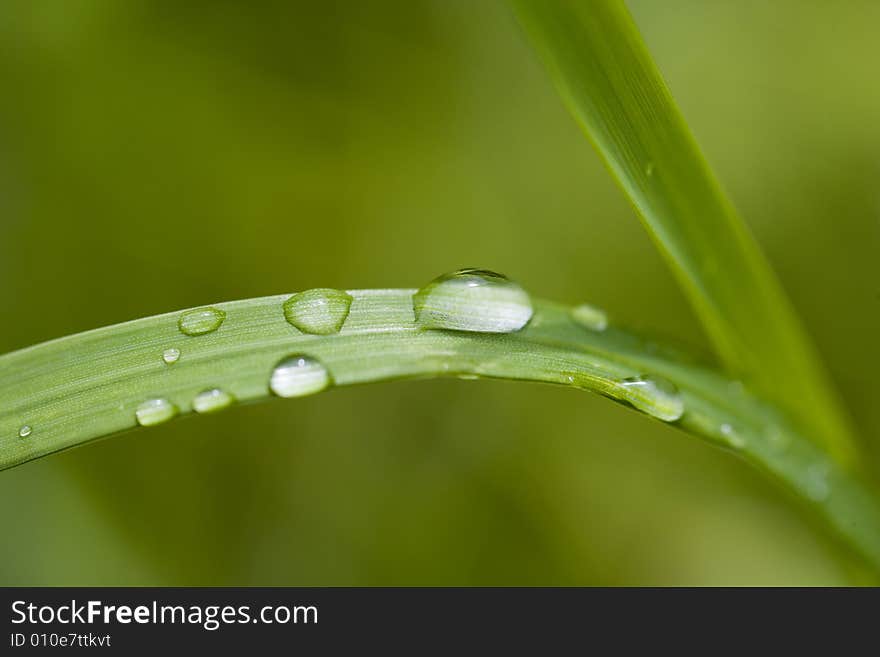 Grass blade with drops of dew