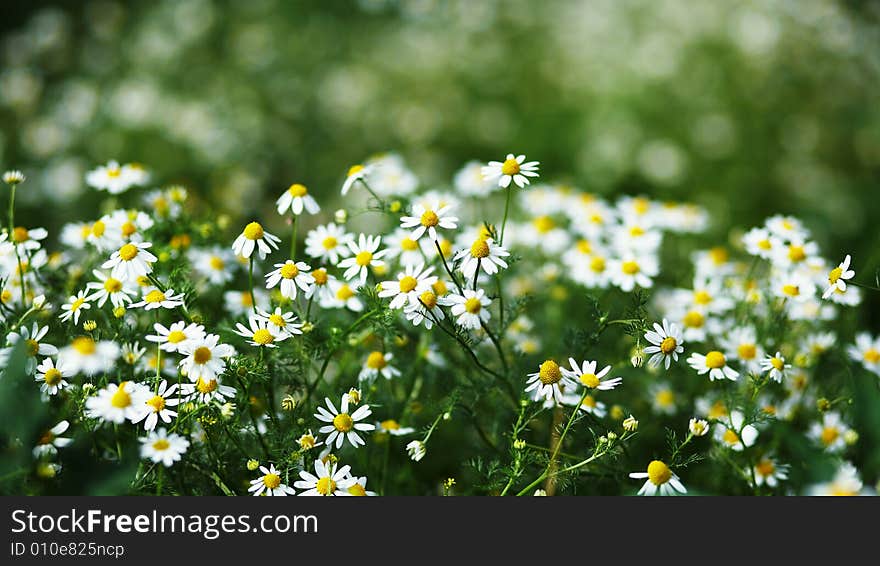 Small flowers