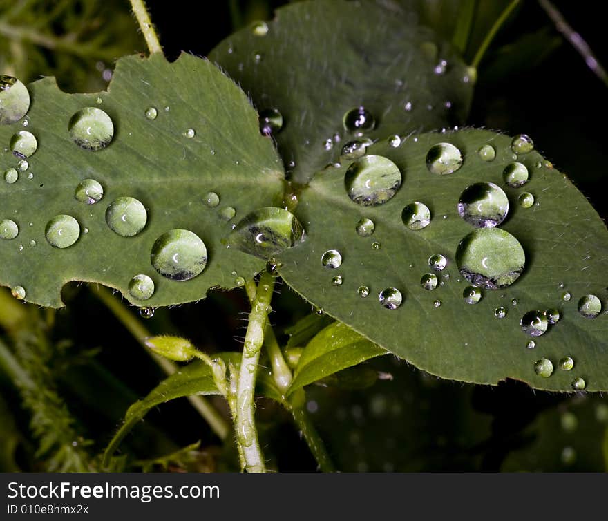 Leaves with drops of dew