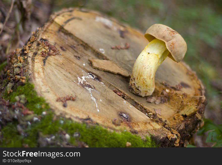 White mushroom in the forest on a stump. White mushroom in the forest on a stump