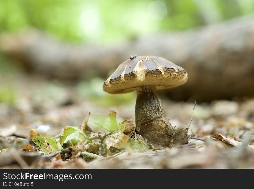 Mushroom growing in the forest. Mushroom growing in the forest